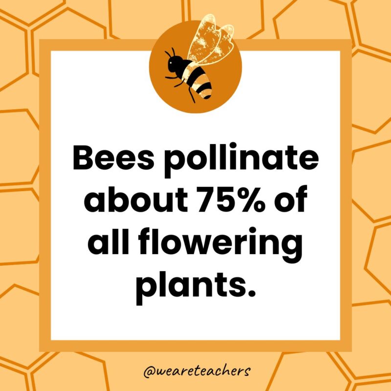 Bees pollinate about 75% of all flowering plants.