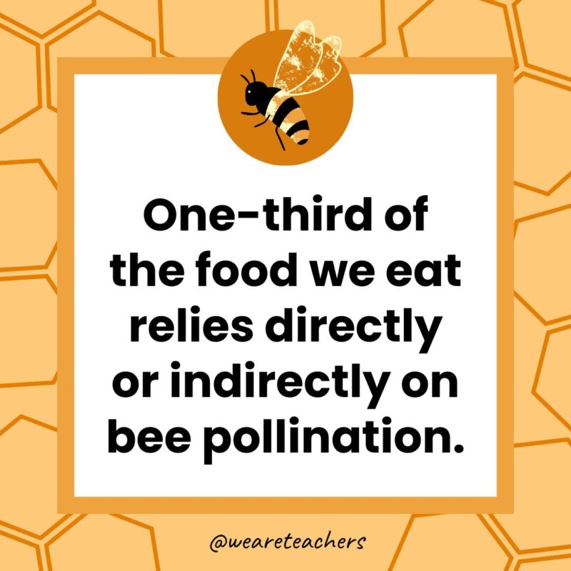 One-third of the food we eat relies directly or indirectly on bee pollination.