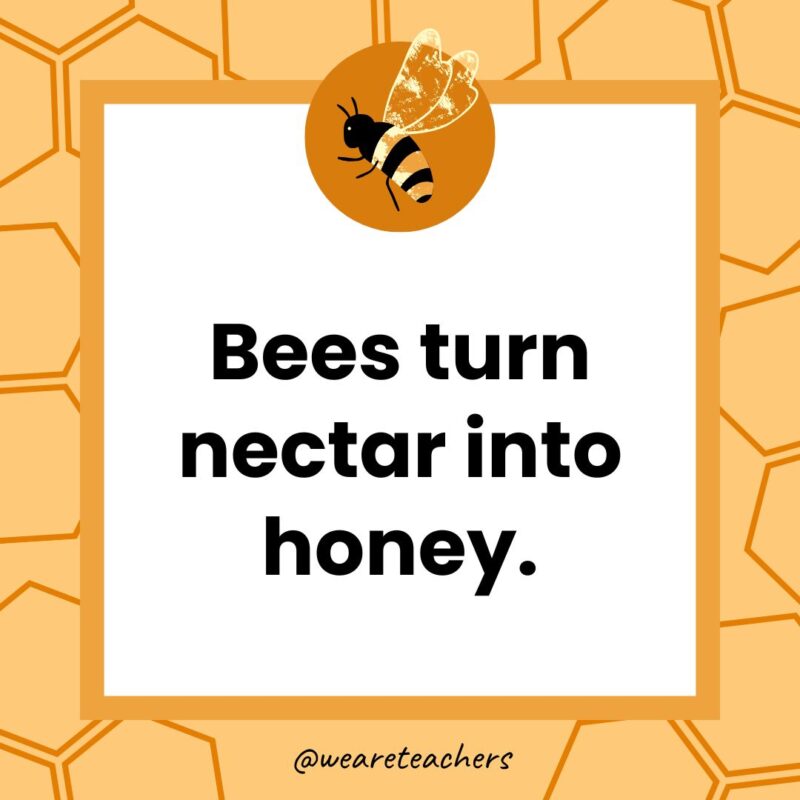 Bees turn nectar into honey.
