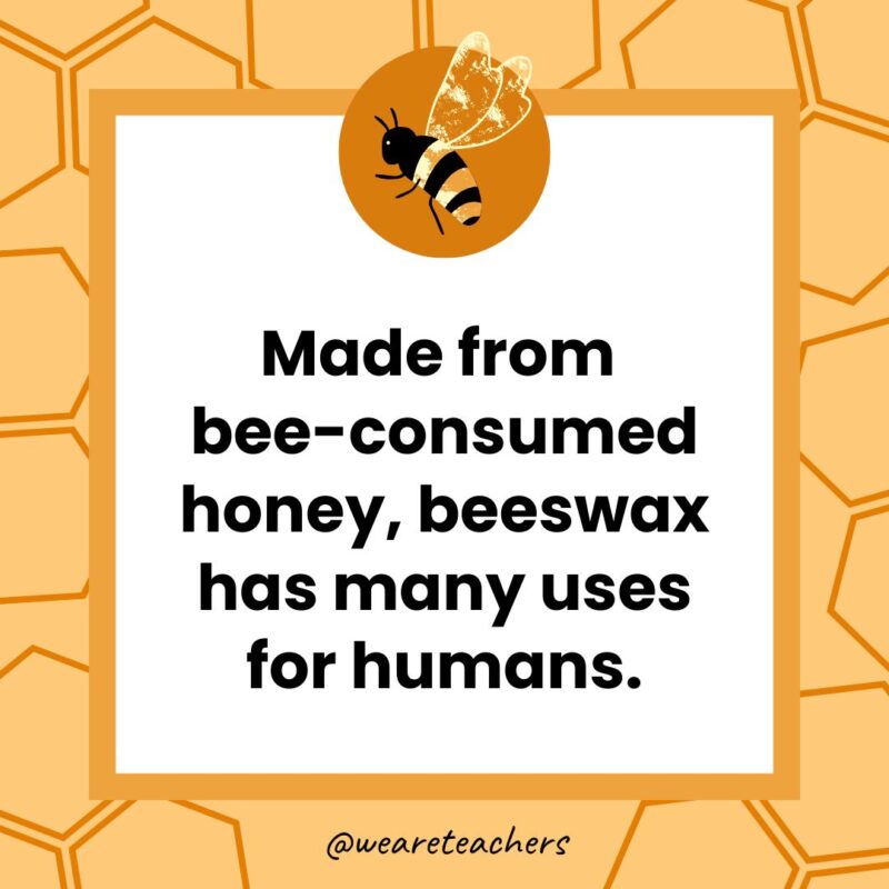 Made from bee-consumed honey, beeswax has many uses for humans.