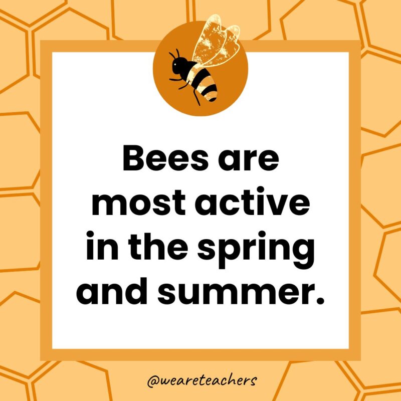 Bees are most active in the spring and summer.