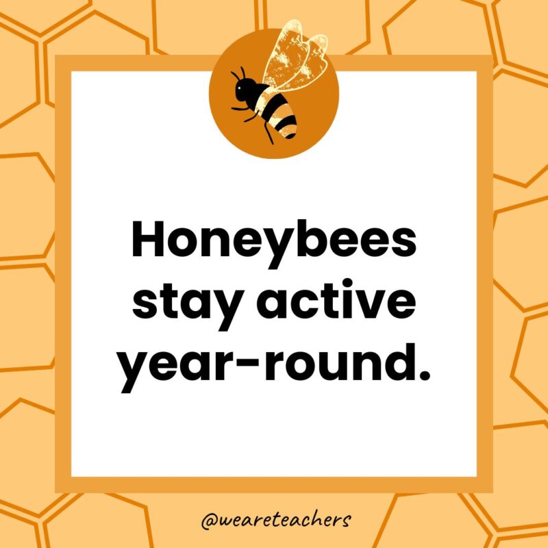 Honeybees stay active year-round.