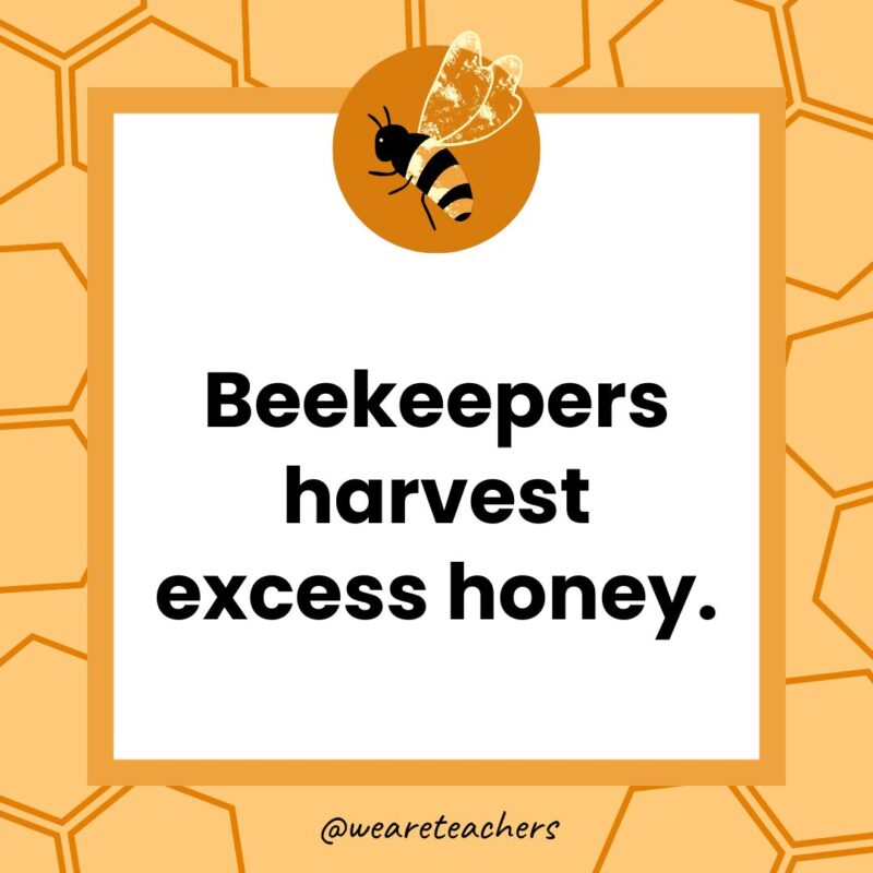 Beekeepers harvest excess honey.