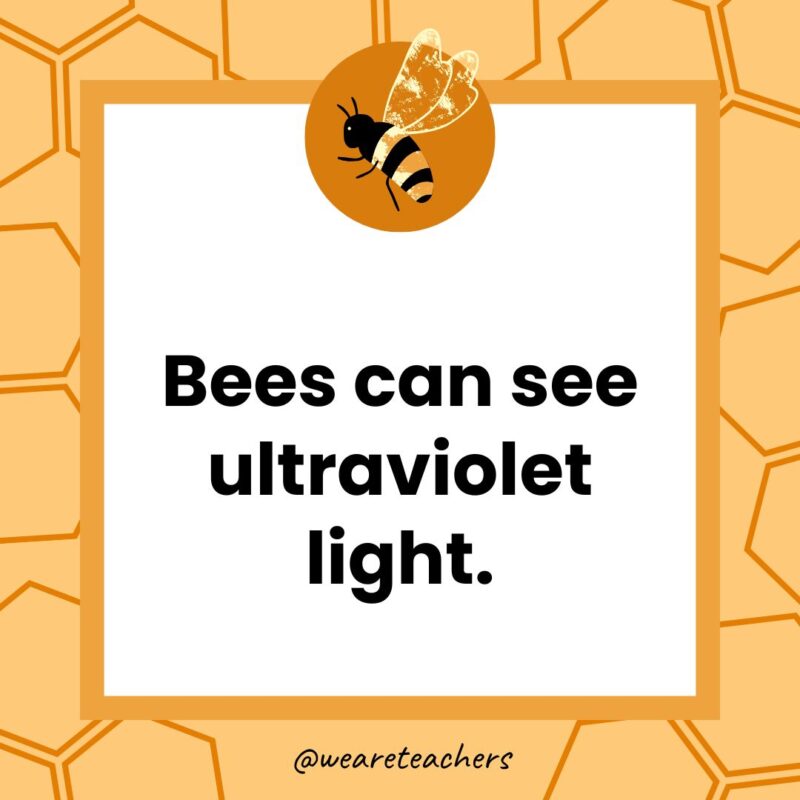 Bees can see ultraviolet light.