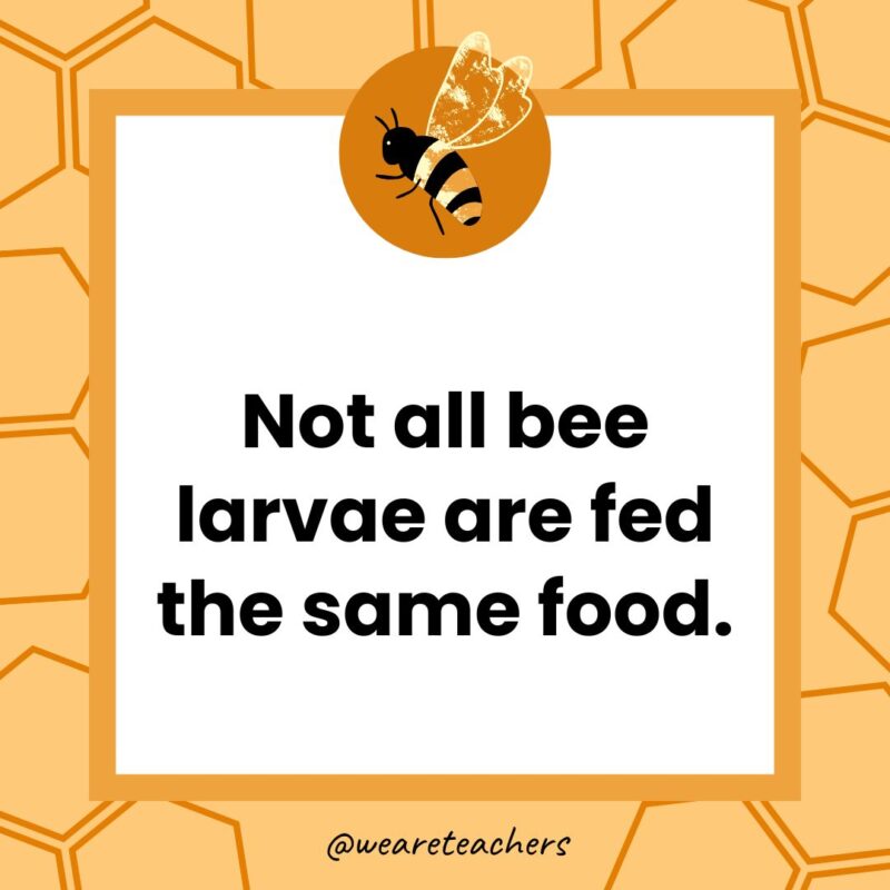 Not all bee larvae are fed the same food.