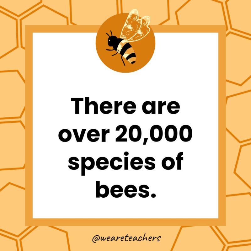 There are over 20,000 species of bees.