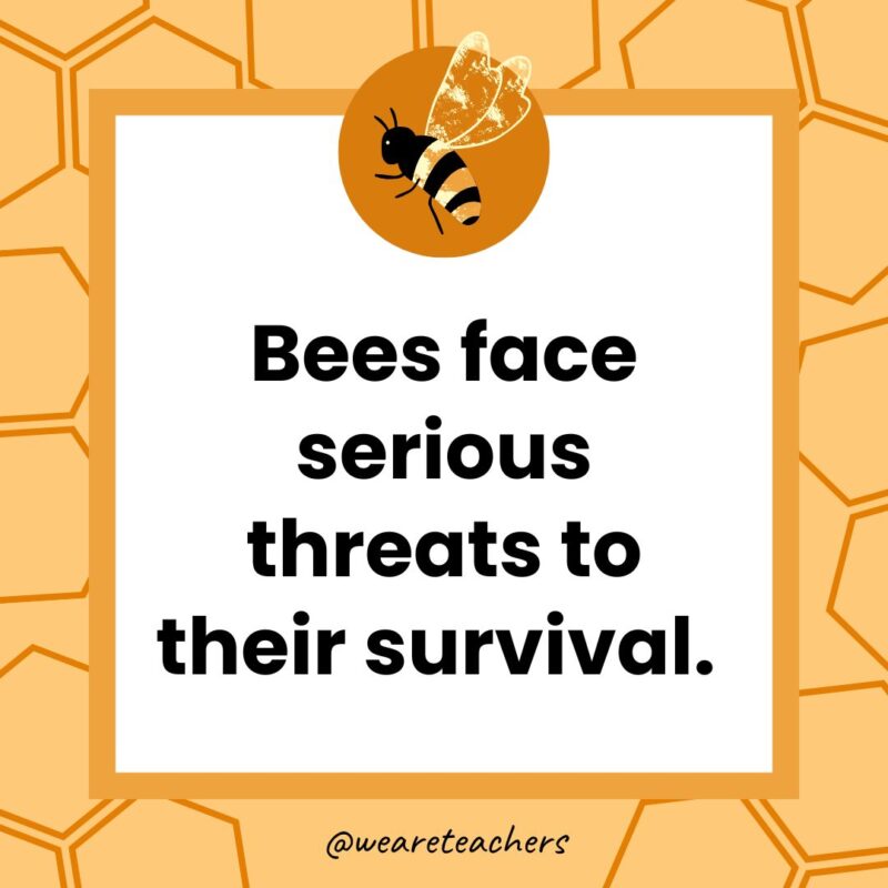 Bees face serious threats to their survival. 