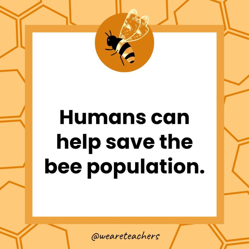 Humans can help save the bee population.