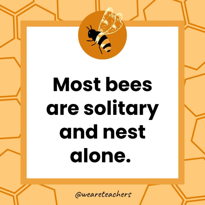 Most bees are solitary and nest alone. 