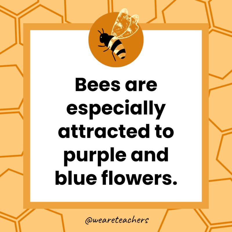 Bees are especially attracted to purple and blue flowers.