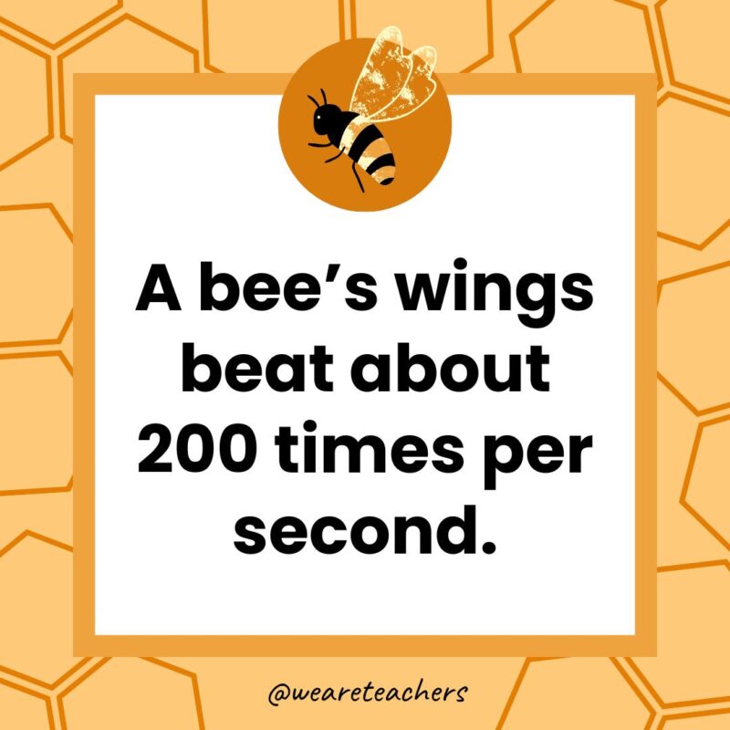 A bee's wings beat about 200 times per second.