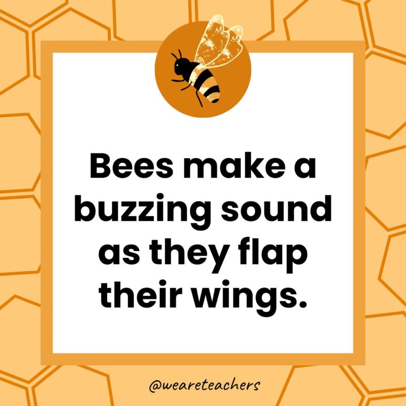 Bees make a buzzing sound as they flap their wings.