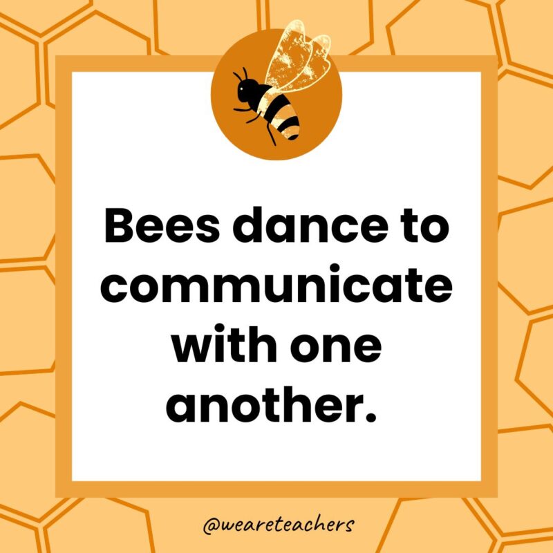 Bees dance to communicate with one another. 