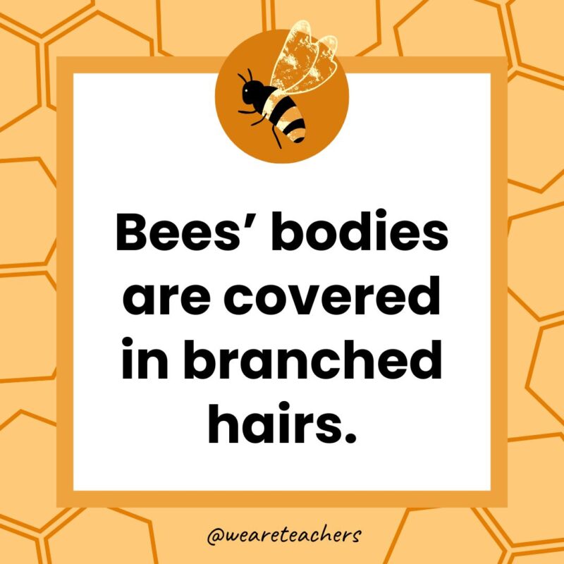  Bees’ bodies are covered in branched hairs.