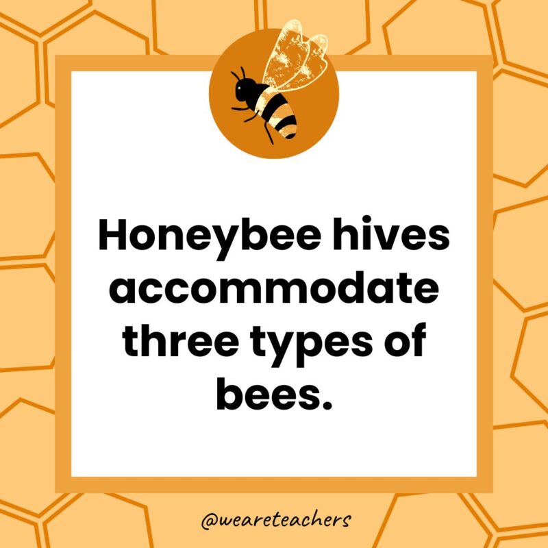 Honeybee hives accommodate three types of bees.