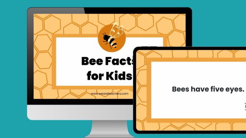 Free Facts About Bees Google Slides