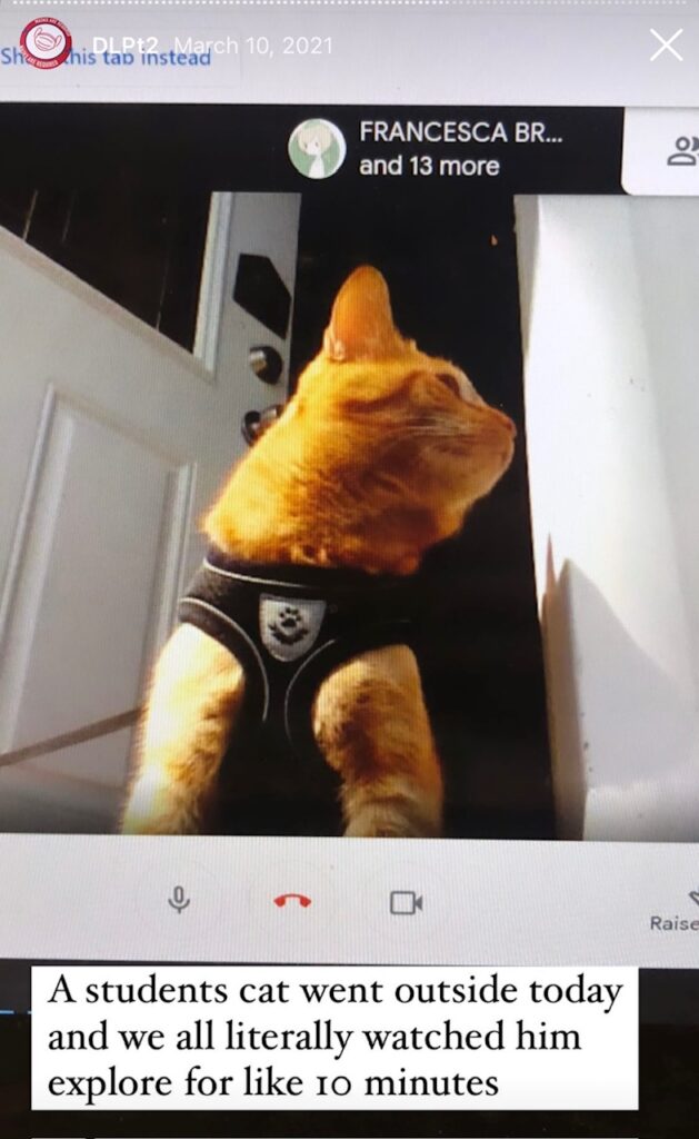 Photo of cat from daily record