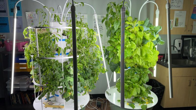 Growing vegetables with a tower garden in the classroom