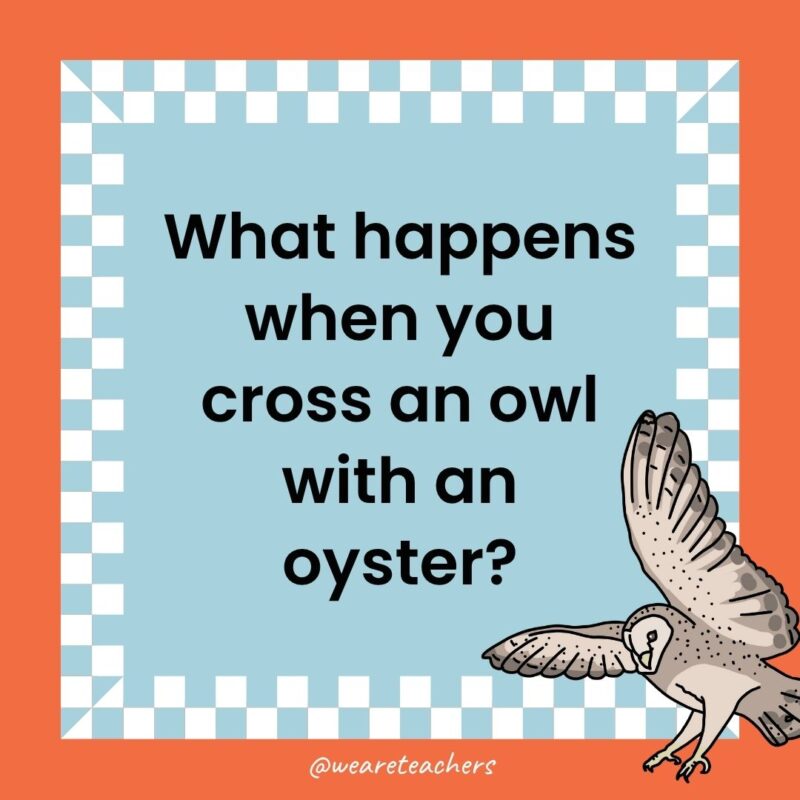 Owl Jokes for Kids a joke that states: What happens when you cross an owl with an oyster?