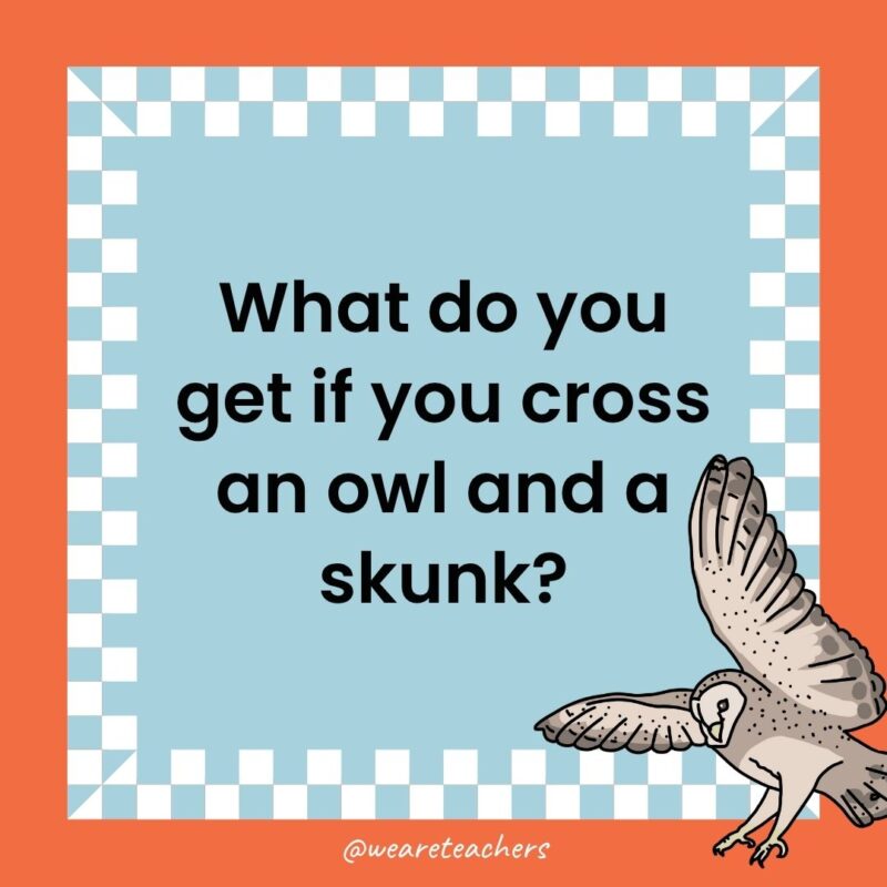 Owl Jokes for Kids a joke that states: What do you get if you cross an owl and a skunk?