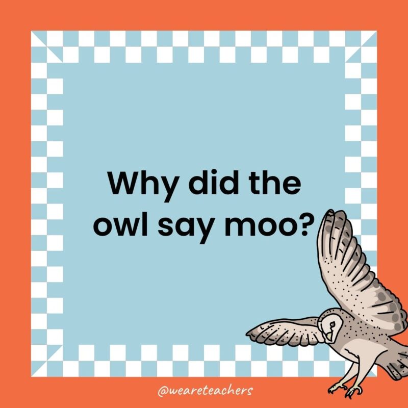 Owl Jokes for Kids a joke that states: Why did the owl say moo?
