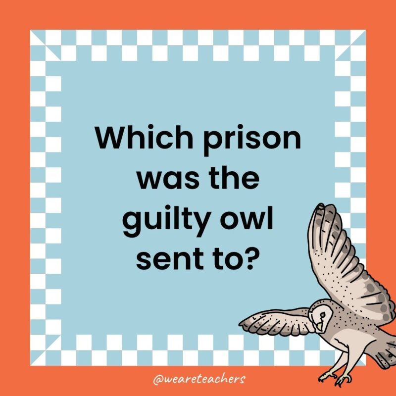 Owl Jokes for Kids a joke that states: Which prison was the guilty owl sent to?