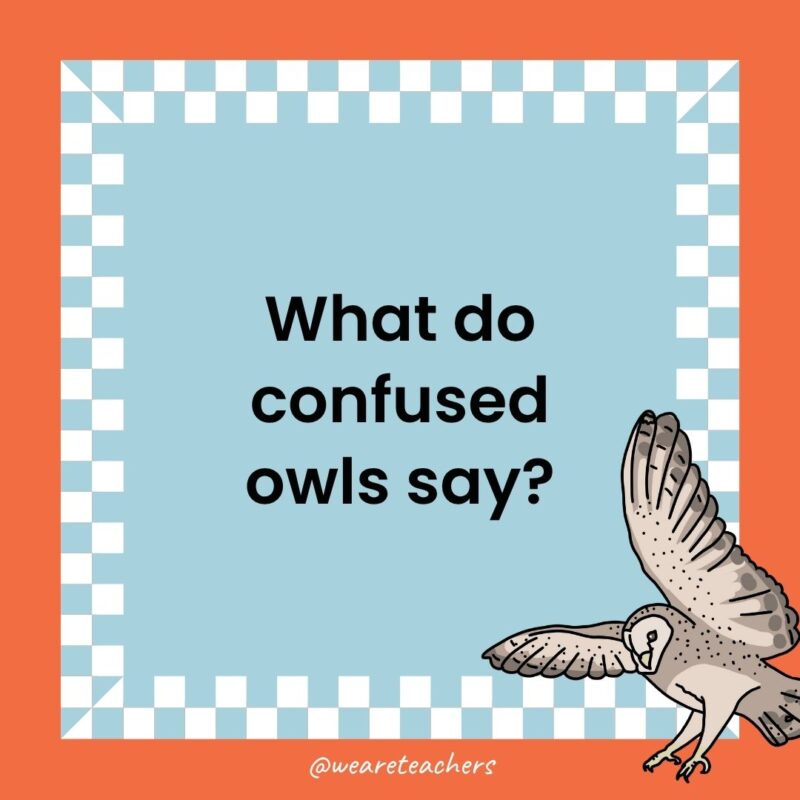 Owl Jokes for Kids a joke that states: What do confused owls say?