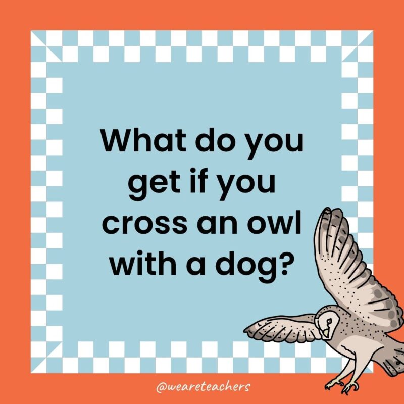 Owl Jokes for Kids a joke that states: What do you get if you cross an owl with a dog?