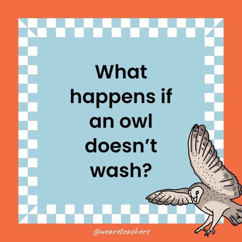 Owl Jokes for Kids a joke that states: What happens if an owl doesn’t wash?