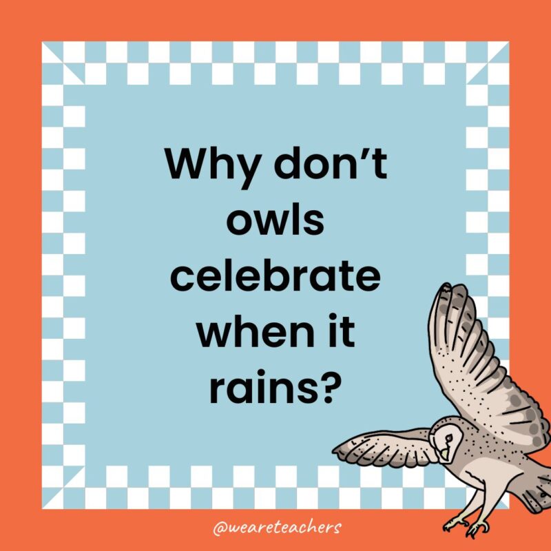 Owl Jokes for Kids a joke that states: Why don’t owls celebrate when it rains?