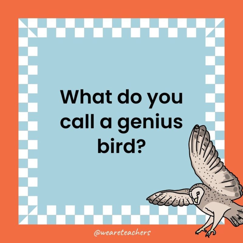 Owl Jokes for Kids a joke that states: What do you call a genius bird?