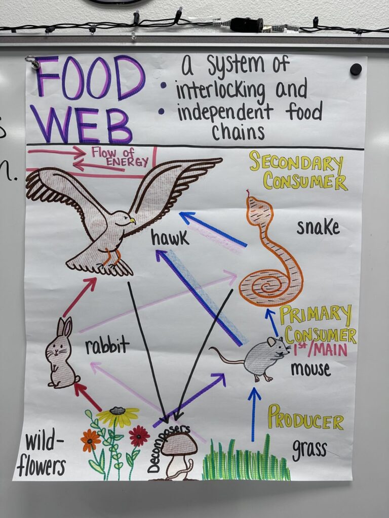 Food web: a system of interlocking and independent food chains anchor chart