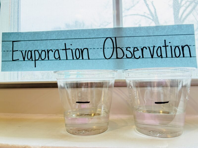 a photo of a state of matter activity for kids called evaporation observation where two cups of water are placed in front of a window for students to observe evaporation