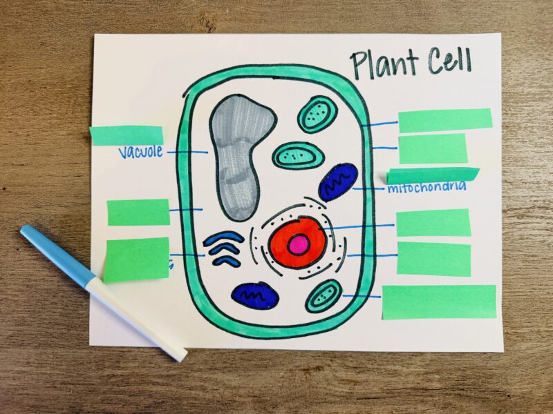 lift-the-flap plant cell example