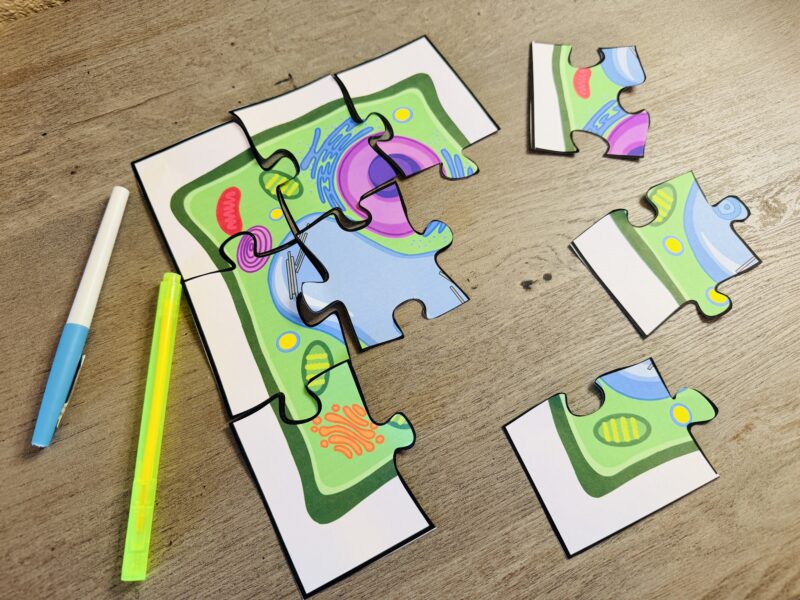 a paper made puzzle of a plant cell