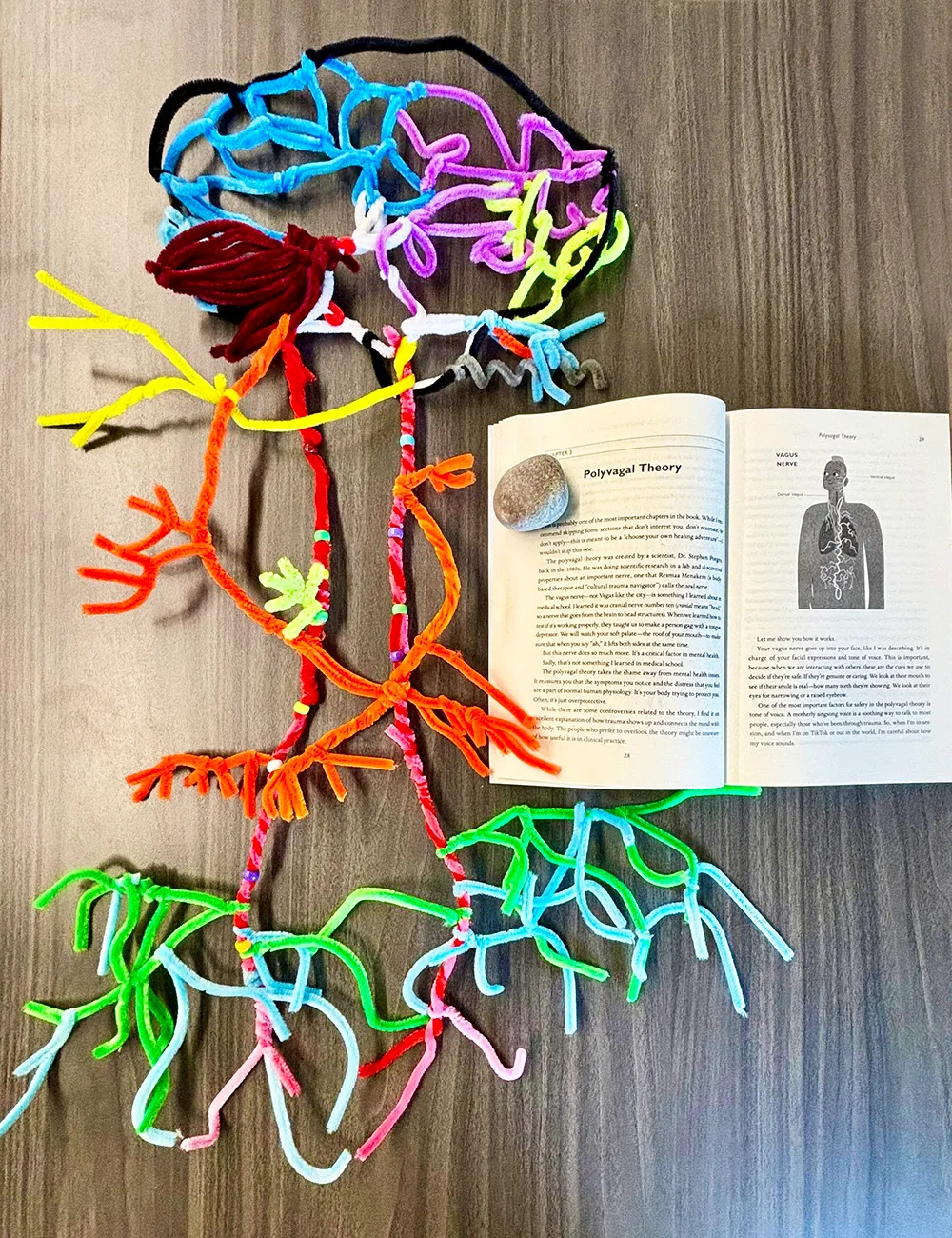 Vagus nerve created from different coloured pipecleaners. A book beside the pipecleaners is open to a page with the heading "Polyvagal Theory"